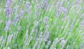 Soft focus on beautiful lavender flowers in summer garden Royalty Free Stock Photo