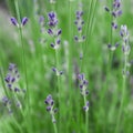 Soft focus on beautiful lavender flowers in summer garden Royalty Free Stock Photo