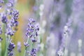 Soft focus on beautiful lavender flowers in summer garden Royalty Free Stock Photo