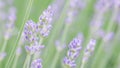 Soft focus on beautiful lavender flowers in summer garden Royalty Free Stock Photo