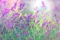 Soft focus on beautiful lavender