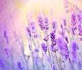 Soft focus on beautiful lavender with sun rays Royalty Free Stock Photo