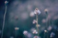 Soft focus of Beautiful Little Iron Weed in natural background.Vintage style