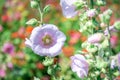 Soft focus Beautiful pink flowers Royalty Free Stock Photo