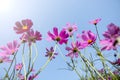 Soft focus of beautiful pink and purple cosmos flower in the field on blue sky background Royalty Free Stock Photo