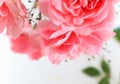 Soft focus on beautiful pink roses on white background Royalty Free Stock Photo