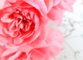 Soft focus on beautiful pink roses on white background Royalty Free Stock Photo