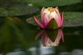 Soft focus of a beautiful pink waterlily Perry`s Orange Sunset or lotus flower with raindrops in a pond. Bud nymphaeas reflected i Royalty Free Stock Photo