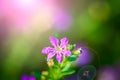 beautiful purple Cuphea hyssopifolia flower Royalty Free Stock Photo