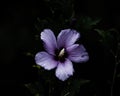 Soft focus of a beautiful, purple hibiscus flower blooming at a garden Royalty Free Stock Photo