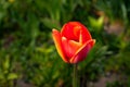 Beautiful red tulip on green grass in sunny garden