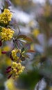 Soft focus of beautiful spring flowers Berberis thunbergii Atropurpurea blossom. Macro of tiny yellow flowers of barberry on Royalty Free Stock Photo
