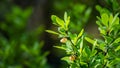 Soft focus of beautiful spring flowers Berberis thunbergii Erecta blossom. Macro of tiny yellow flowers on elegant bokeh