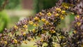Soft focus of beautiful spring flowers Berberis thunbergii Erecta blossom. Macro of tiny yellow flowers on elegant bokeh