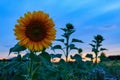 Soft focus of a beautiful Sunflower (Helianthus annuus) against a blurry blue evening sky Royalty Free Stock Photo
