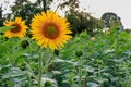 Soft focus of beautiful Sunflowers (Helianthus annuus) at a field Royalty Free Stock Photo