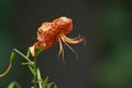 Soft focus of a beautiful tiger lily against blurry greenery at a garden Royalty Free Stock Photo