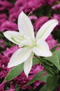 Soft focus beautiful white lilly flower Royalty Free Stock Photo