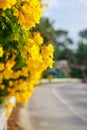 Soft-focus Beautiful Yellow flowers