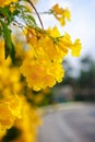 Soft-focus Beautiful Yellow flowers