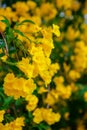 Soft-focus Beautiful Yellow flowers