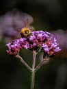 Soft focus of a bee gathering nectar from a bunch of purple flowers at a garden Royalty Free Stock Photo