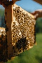 Soft focus of bees on a framed honey comp at a bee farm