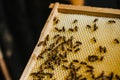 Soft focus of bees on a framed honey comp at a bee farm