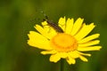 Soft focus of a beetle with long antennae on a vibrant yellow flower at a field