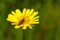 Soft focus of a beetle with long antennae on a vibrant yellow flower at a field