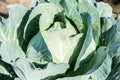 Soft focus of Big cabbage Royalty Free Stock Photo