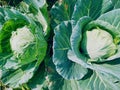 Soft focus of Big cabbage in the gardenOrganic egetable Royalty Free Stock Photo