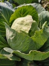 Soft focus of Big cabbage in the garden

Season organic vegetable Royalty Free Stock Photo