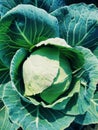 Soft focus of Big cabbage in the gardenSeason Royalty Free Stock Photo