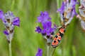 Soft focus of a black moth with orange spots perched on purple flower