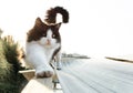 Soft focus. the black-and-white cat stretched out foot forward and stretches, curved its tail with a hook. cat pulls back after Royalty Free Stock Photo