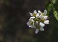 Soft focus of Blackberry fruit flowers Rubus fruticosus with pink shade blossoming