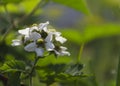 Soft focus of Blackberry fruit flowers Rubus fruticosus with pink shade blossoming in the garden