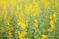 Blooming Indian hemp flower field, Sunn Hemp plant for improving soil. Royalty Free Stock Photo