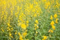 Soft focus of blooming Indian hemp flower field, Sunn Hemp plant for improving soil Royalty Free Stock Photo