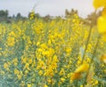 Soft focus of blooming Indian hemp flower field, Sunn Hemp plant for improving soil Royalty Free Stock Photo