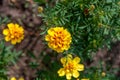 Soft focus on a blooming marigold bud against a background of green leaves.