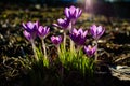 Soft focus of blooming purple crocus flowers on a meadow in spring with sun beams in the background Royalty Free Stock Photo
