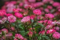Soft focus of blooming tea roses
