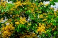 Soft focus of Blooming yellow Burma padauk flowers, Burmese Rosewood flowers