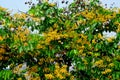 Soft focus of Blooming yellow Burma padauk flowers, Burmese Rosewood flowers