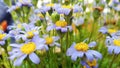 Soft focus, Blue daisy, Spring and summer flowers in the garden nature background, flowers against a background of flowers Royalty Free Stock Photo