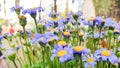 Soft focus, Blue daisy, Spring and summer flowers in the garden nature background, flowers against a background of flowers Royalty Free Stock Photo