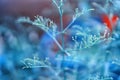 Soft focus  blue grass flower spring nature wallpaper background Royalty Free Stock Photo