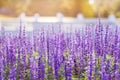 Soft Focus of Blue Salvia Flower Field